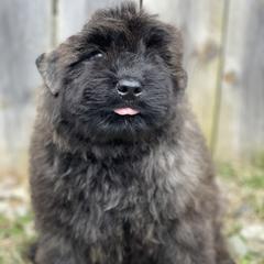 Bouvier des Flandres Puppies from Mathes Bouvier des Flandres