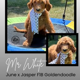 Mr. White - Red  male Goldendoodle puppy in Blue Springs, Missouri from Farmstead 51