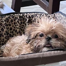 Shih Tzu Puppies from DavOrr’s LoweryBell Shih Tzus