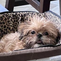 Shih Tzu Puppies from DavOrr’s LoweryBell Shih Tzus
