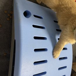 Golden Retriever Puppies from Golden Wise