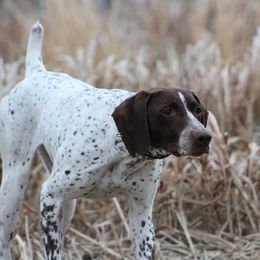 Blaze - German Shorthaired Pointer
