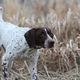 Blaze - German Shorthaired Pointer