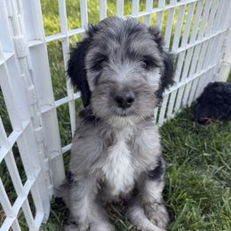 Perry - Blue merle male Sheepadoodle puppy in Lancaster, Pennsylvania from Bitler Family Puppies