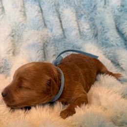 Ezra - Apricot male Cavapoo puppy in Winfield, Alabama from Rose Lane Doodles