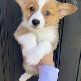 Earmuff - Red female Pembroke Welsh Corgi puppy in Cumming, Georgia from Carter’s Corgis LLC