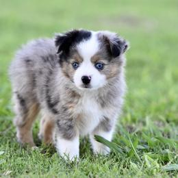 Toy Australian Shepherd Puppies from Shooting Stars Ranch Toy and Mini Aussies