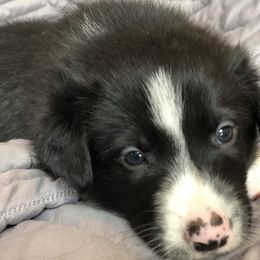 Border Collie Puppies from Poteet Pups