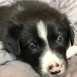 Border Collie Puppies from Poteet Pups
