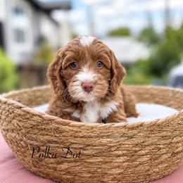 Polka Dot - Caramel female Australian Labradoodle puppy in Morgan Hill, California from Loving Labradoodles