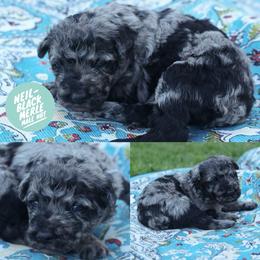 Neil - Black merle male Mudi puppy in Gatlinburg, Tennessee from Greenbrier