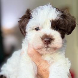 Espresso Pink collar gorgeous parti - Parti female Miniature Schnauzer puppy in Temple, Texas from Schnauzers Of Taylor