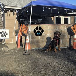 Gryzzlie - Rottweiler