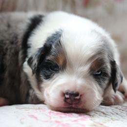 Toast - Blue merle male Australian Shepherd puppy in Noxon, Montana from MITIN Aussies AKC Standard Australian Shepherds