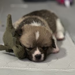 Pembroke Welsh Corgi Puppies from Temperance Farm Corgis