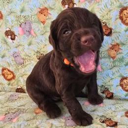 Orange - Liver female Boykin Spaniel puppy in Midland, Michigan from Ives Heritage Homestead
