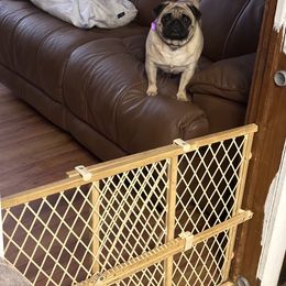 French Bulldog and Pug Puppies from Peachy Pugs
