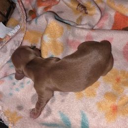 Dark cream - Cream female Dachshund puppy in De Beque, Colorado from ITSAR Ranch