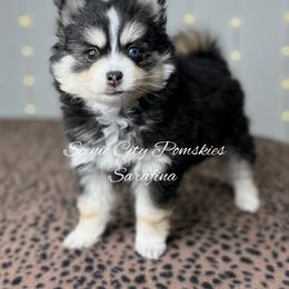 Sarafina - Black and white female Pomsky puppy in Rossville, Georgia from Scenic City Pomskies