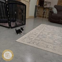 Raven - Black and white female Chihuahua puppy in De Quincy, Louisiana from Guys Cajun Paws
