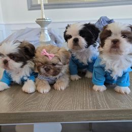 Shih Tzu Puppies from Sweet Shih Tzus!