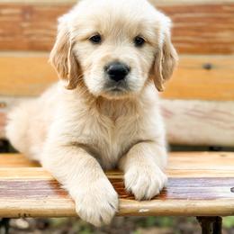Love Letter - Golden male Golden Retriever puppy in Commerce, Georgia from Chirping Meadows Goldens