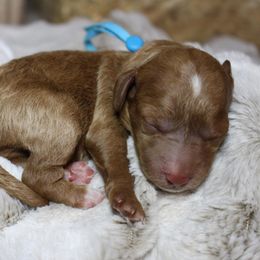 Goldendoodle Puppies from Gracefully Doodled
