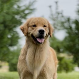 Gigi - Golden Retriever