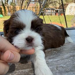 Boy 1 - Liver and white male Shih Tzu puppy in Springfield, Missouri from Lopez Family Tails