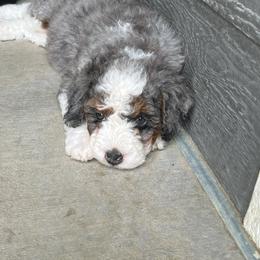 Bernedoodle Puppies from Over the Moon Poodles and Doodles