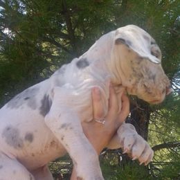 Great Danes from Wild Things