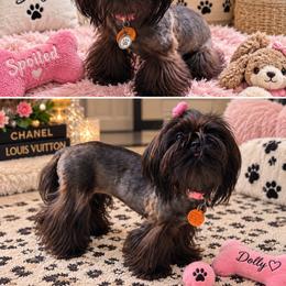 Bonnie - Shih Tzu