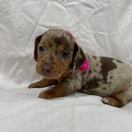 Darcie - Dapple female Dachshund puppy in Jena, Louisiana from Greens Creek Kennel