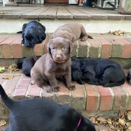 Dilute Retriever Puppies from Hagler Homestead Labs