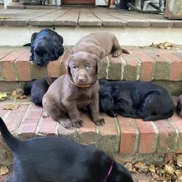 Dilute Retriever Puppies from Hagler Homestead Labs