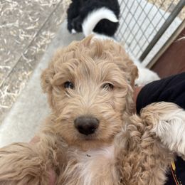 F1B ICA Twinkle - Apricot female Pyredoodle puppy in Prescott, Washington from Washington Bernedoodles & Pyredoodles