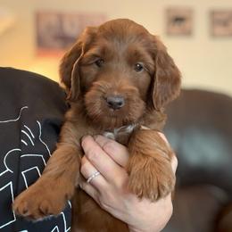 Keanu ( Black collar boy) - Red  male Goldendoodle puppy in Phelan, California from High Desert Doodles - the original