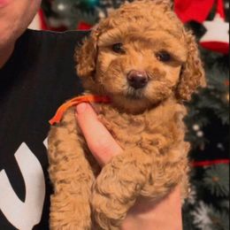 Olive - Apricot female Goldendoodle puppy in Redding, California from Hope Lane Kennels