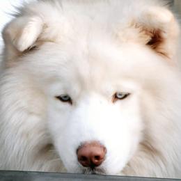 Zeus - Siberian Husky