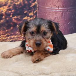 Jake - Black and tan male Yorkshire Terrier puppy in Lamar, Missouri from RJ’S Classy Yorkies