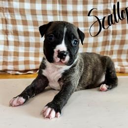 Scallop - Fawn brindle male American Pit Bull Terrier puppy in Nine Mile Falls, Washington from Bartin Kennels