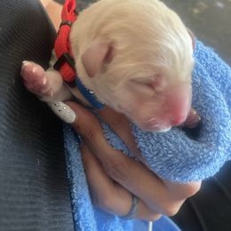 Red - Yellow female Labrador Retriever puppy in Durango, Colorado from Burress Family Farm and Kennels