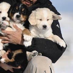Bernese Mountain Dog, Golden Mountain Dog, and Golden Retriever Puppies from Grateful Bernese & Gage's Goldens