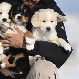 Bernese Mountain Dog, Golden Mountain Dog, and Golden Retriever Puppies from Grateful Bernese & Gage's Goldens