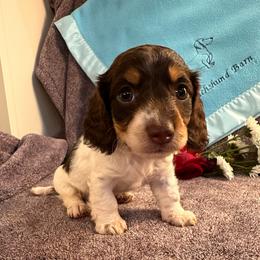 Udina - Piebald female Dachshund puppy in Hensley, Arkansas from The Dachshund Barn
