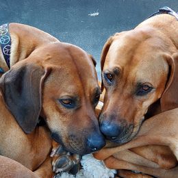 Rhodesian Ridgeback All Grown Up from Koda Rhodesian Ridgebacks