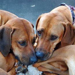 Rhodesian Ridgeback All Grown Up from Koda Rhodesian Ridgebacks