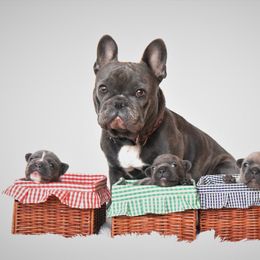 French Bulldog Puppies from Bullish Pride