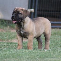 Bean - Brown male Boerboel puppy in Shawnee, Oklahoma from TXT Boerboels