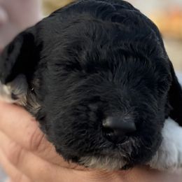 Gertrude - Black and white female Saint Berdoodle puppy in Beach, North Dakota from Badland St. Berdoodles LLC